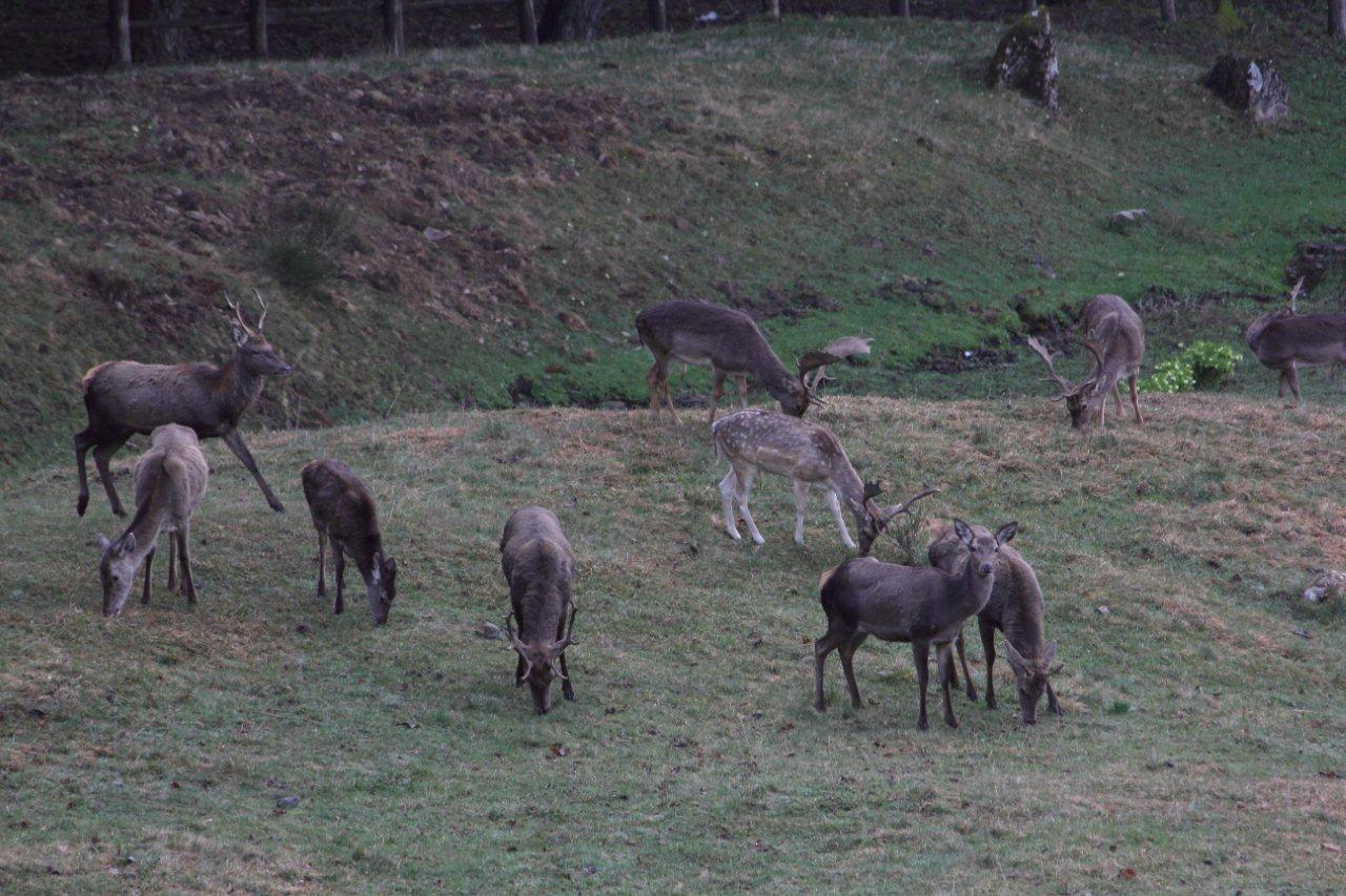Cervi e Daini...da mesi sempre insieme